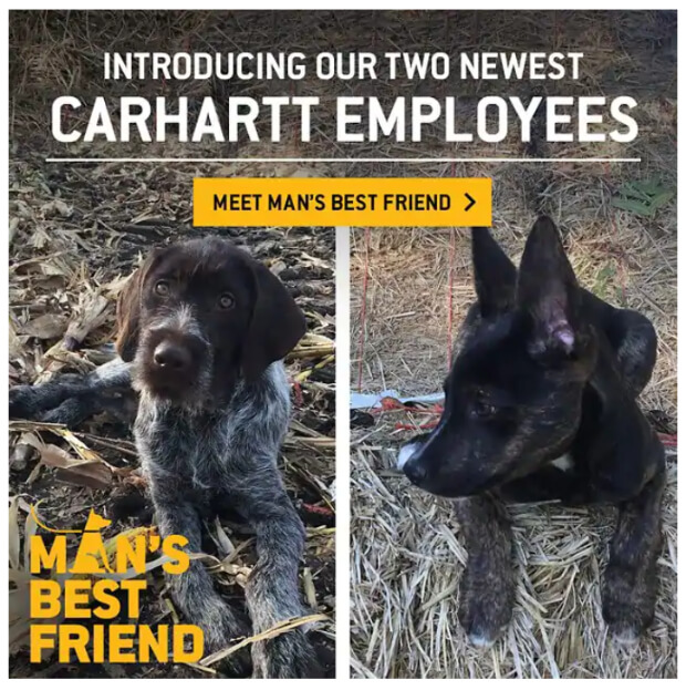 carhartt-dogs - OptinMonster newsletter-ideas-pet-pictures-carhartt